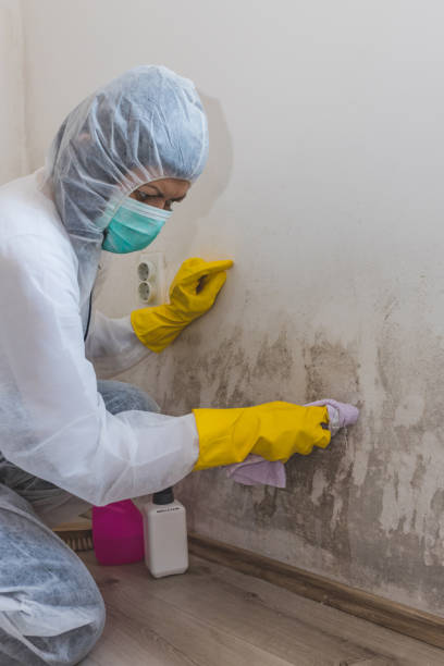 Best Attic Mold Removal  in Reno, TX